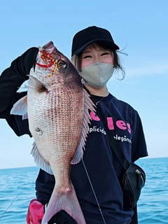 マダイの釣果