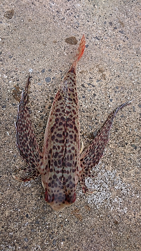 セミホウボウの釣果