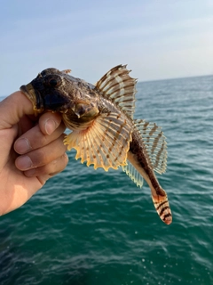 カジカの釣果