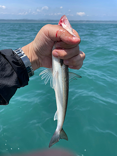 エソの釣果