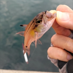 ネンブツダイの釣果