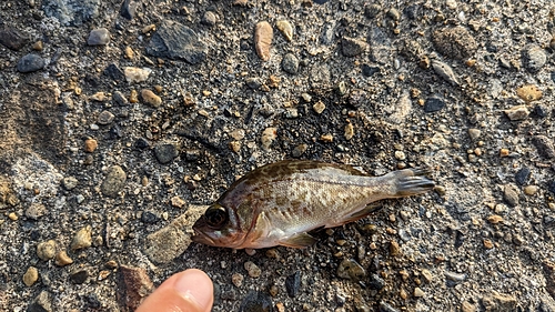 メバルの釣果