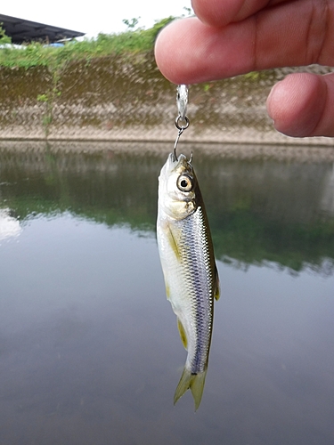 カワムツの釣果