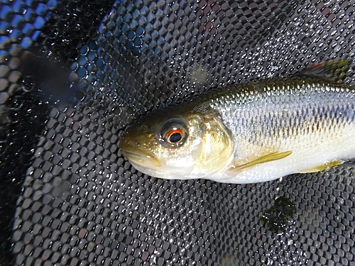 カワムツの釣果