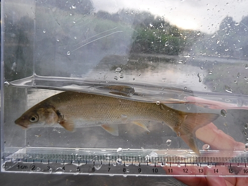 ウグイの釣果