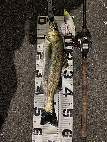 シーバスの釣果