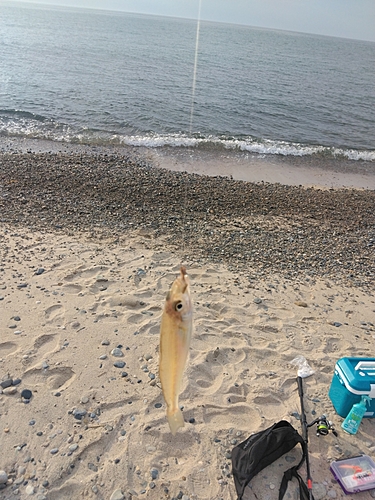 キスの釣果