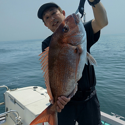 マダイの釣果