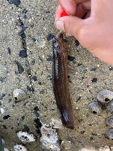 ギンポの釣果