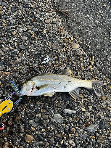 セイゴ（マルスズキ）の釣果