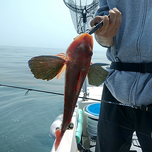 ホウボウの釣果