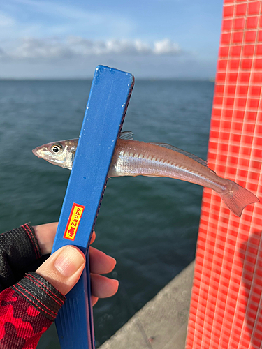 シロギスの釣果