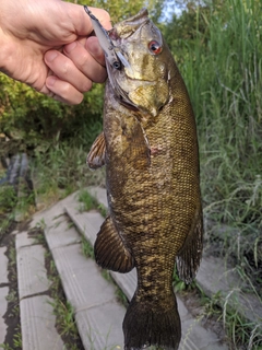 スモールマウスバスの釣果