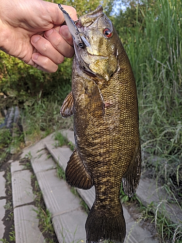 スモールマウスバスの釣果