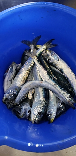 イワシの釣果