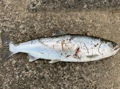 サクラマスの釣果