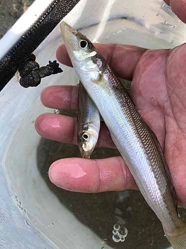 シロギスの釣果