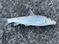 ニゴイの釣果