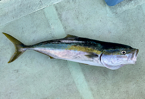 メジロの釣果