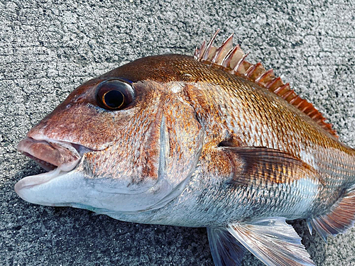 マダイの釣果