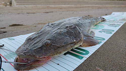 マゴチの釣果