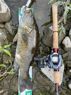 スモールマウスバスの釣果