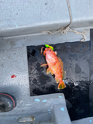 アヤメカサゴの釣果