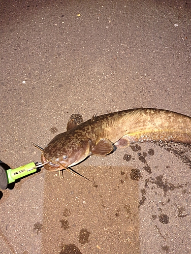 ナマズの釣果