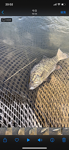 ブラックバスの釣果