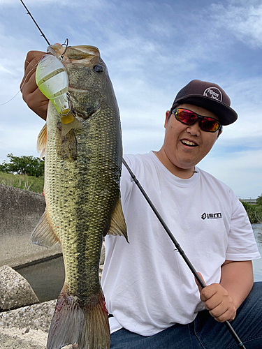 ブラックバスの釣果