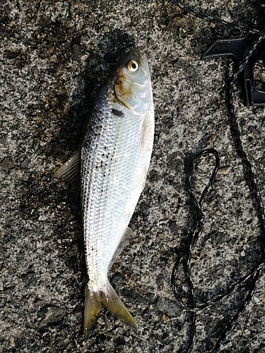 コノシロの釣果