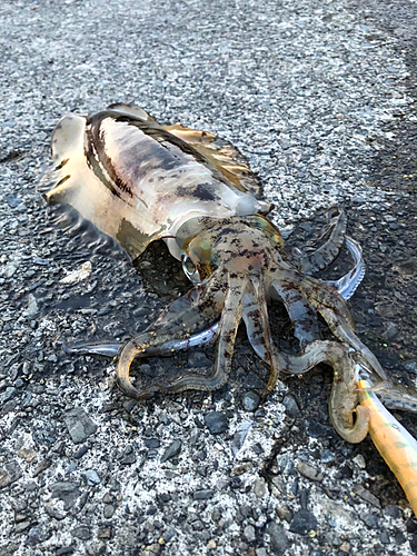 アオリイカの釣果