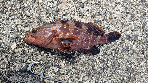 キジハタの釣果