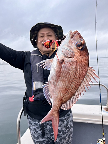 マダイの釣果