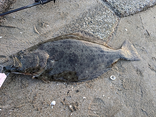 ヒラメの釣果