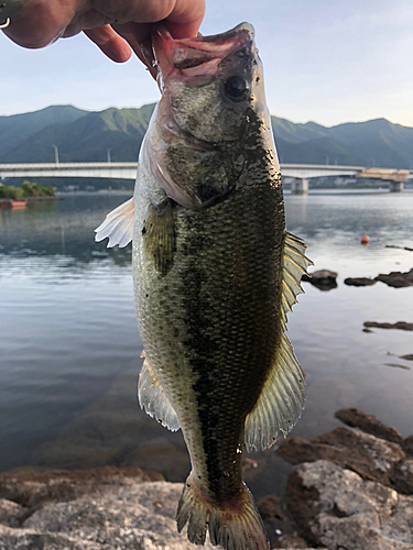 ラージマウスバスの釣果