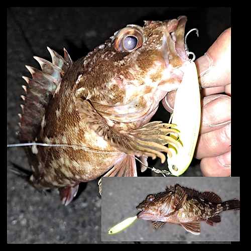 カサゴの釣果