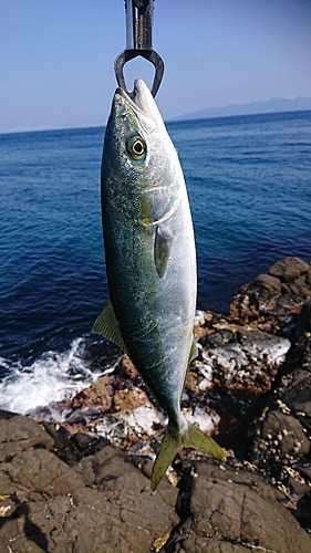 イナダの釣果