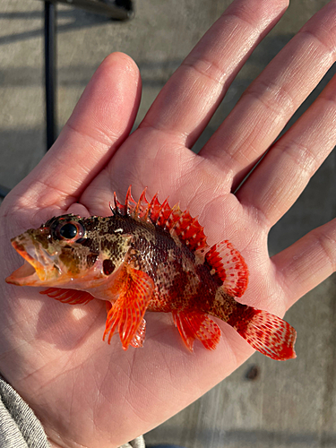 カサゴの釣果