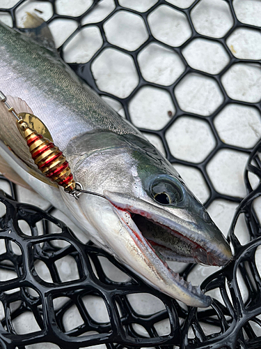 ミヤベイワナの釣果