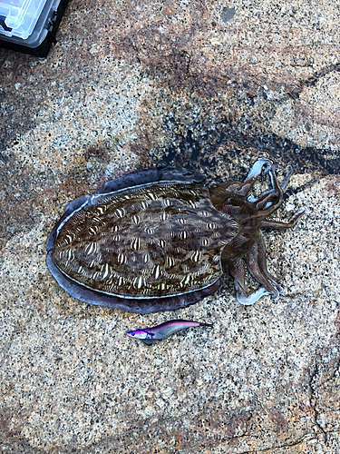 コウイカの釣果