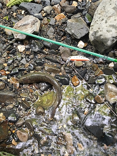 イワナの釣果