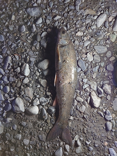 ウグイの釣果