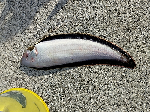 シタビラメの釣果