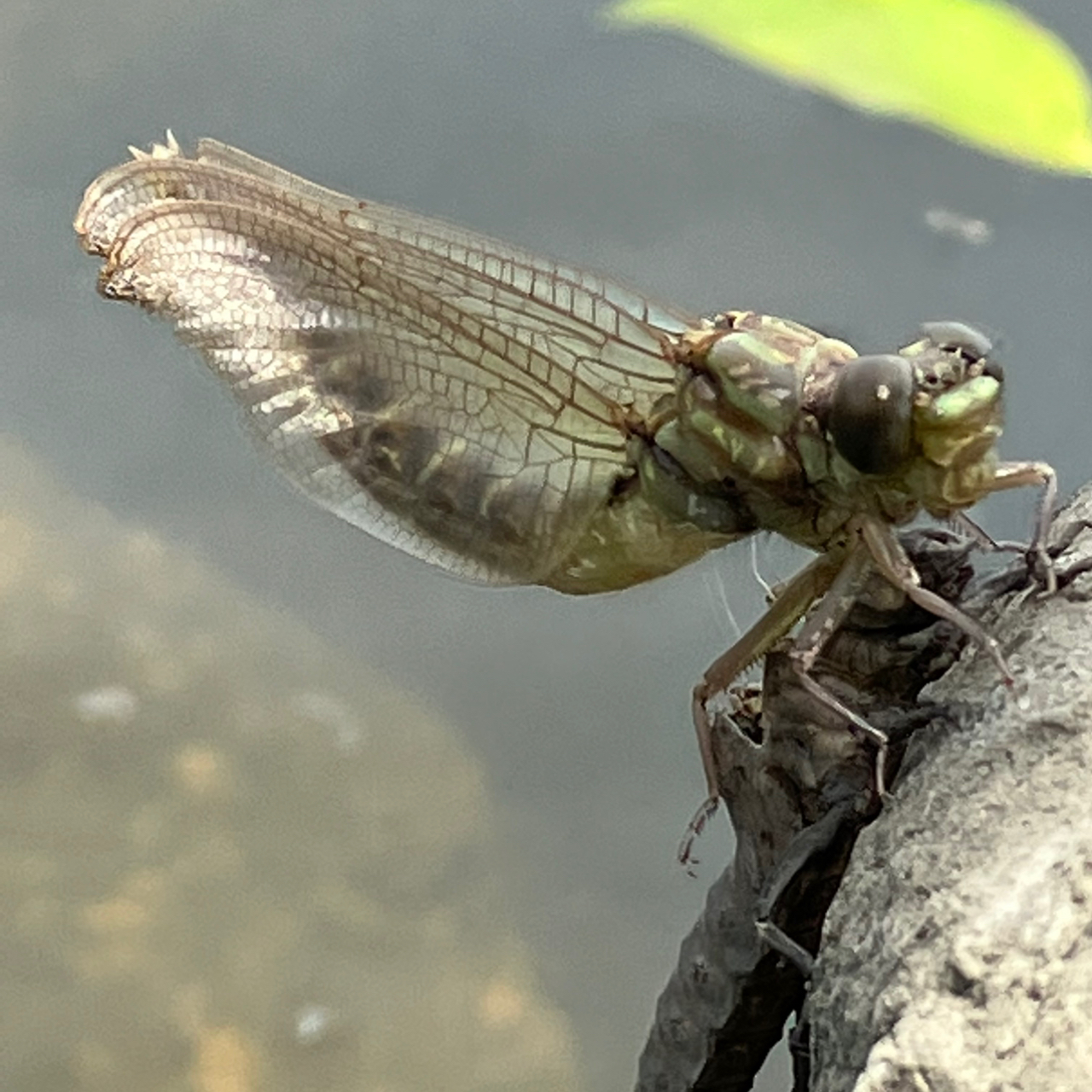 テナガエビ