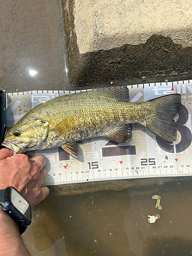 スモールマウスバスの釣果