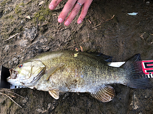 スモールマウスバスの釣果