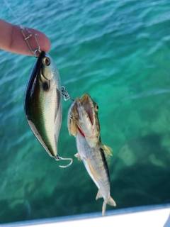 ミナミアカエソの釣果