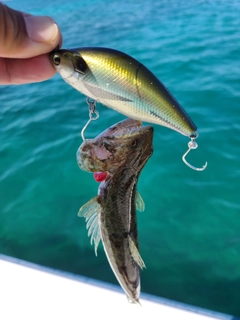 ミナミアカエソの釣果