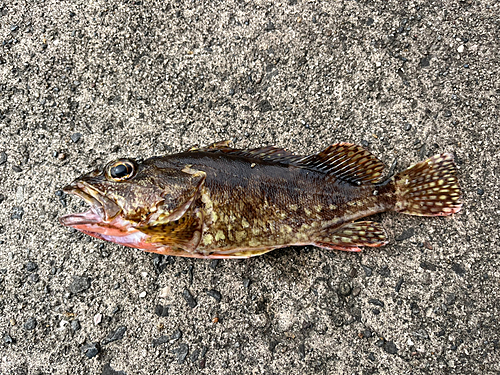 カサゴの釣果